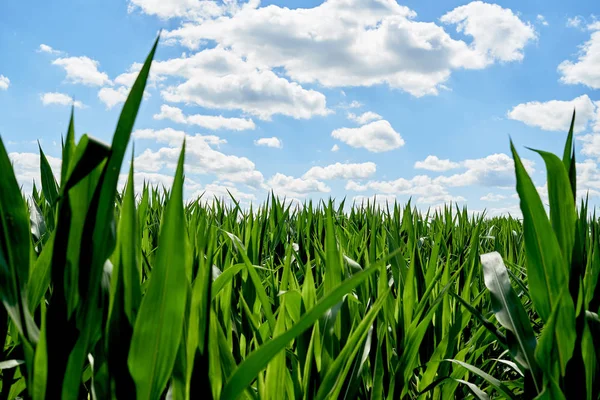 Young Organic Green Corn Field Blue Sky Beautiful Clouds Sunny — Stock Photo, Image