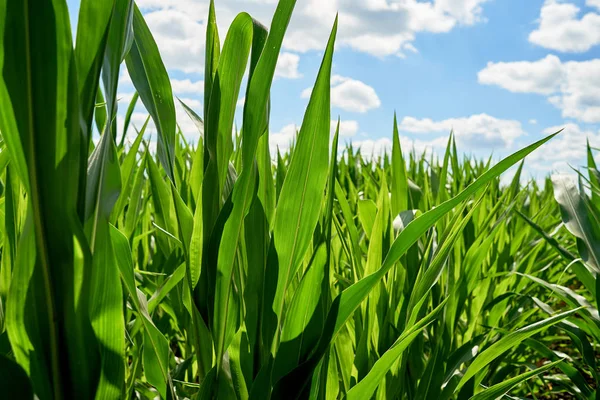 Young Organic Green Corn Field Blue Sky Beautiful Clouds Sunny — Stock Photo, Image