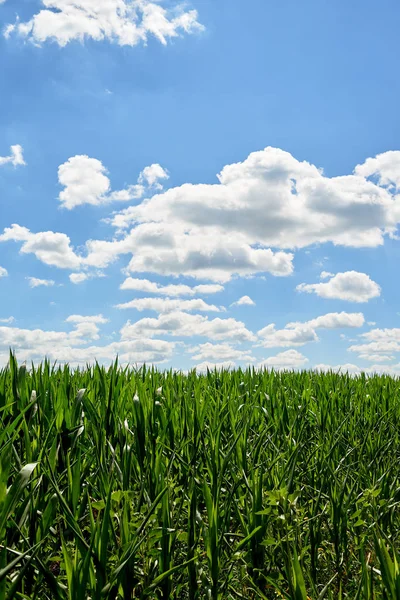 Young Organic Green Corn Field Blue Sky Beautiful Clouds Sunny — Stock Photo, Image