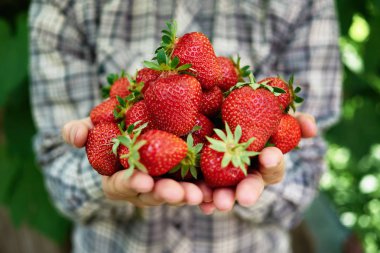 Bahçede taze toplayıp çilek tutan kadın ellerinin yakın çekim. Bir avuç olgun kırmızı çilek. Sağlıklı gıda kavramı