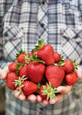 Bahçede taze toplayıp çilek tutan kadın ellerinin yakın çekim. Bir avuç olgun kırmızı çilek. Sağlıklı gıda kavramı