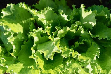 Bahçe yatağa güneşli yaz günü, kopya alanı büyüyen yeşil marul bitki. Doğal arka plan, yakın