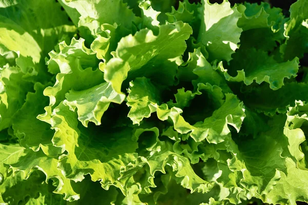 Fresh green lettuce leaves texture, copy space. Natural background, close up. Top view, flat lay