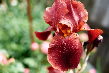 Yaprakları üzerinde yağmur damlaları ile parlak kırmızı iris çiçek, kopya alanı. Çiçek yapraklarındaki yağmur damlaları. Doğa çiçek arka plan