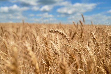 Altın buğday tarlası ve bulutlarla mükemmel mavi gökyüzü, kopya alanı.