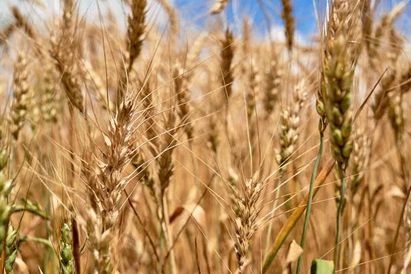Emas gandum di lapangan, closeup. Spike ladang gandum matang b — Stok Foto