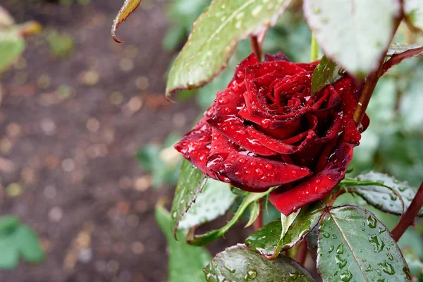 Krásná rudá růže v zahradě s kapkami vody, kopírovací prostor. Natur — Stock fotografie