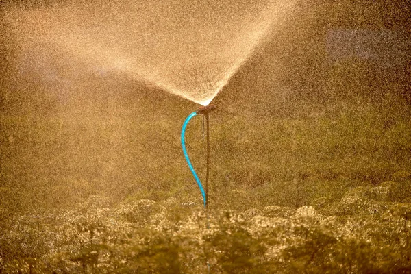 Modern Automatic Sprinkler Watering Garden Sunset Copy Space Irrigation System — Stock Photo, Image