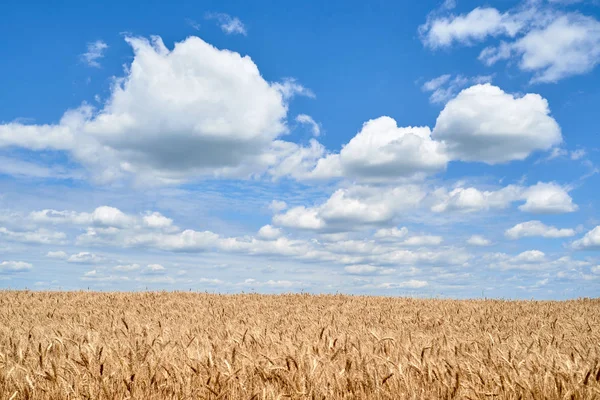 Golden wheat field and perfect blue sky with clouds, copy space. — Stock Photo, Image