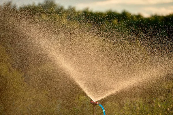 Modern Automatic Sprinkler Watering Garden Sunset Copy Space Irrigation System — Stock Photo, Image