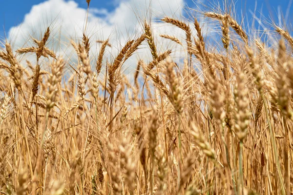 Golden wheat in the field, closeup. Spikes of ripe wheat field b — Stock Photo, Image