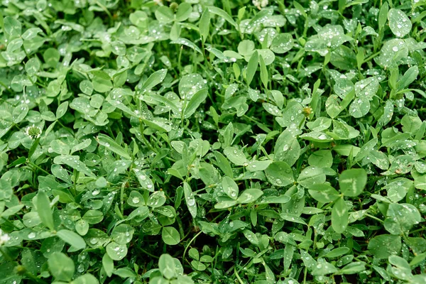 Fresh Green Lämnar Bakgrunden Kopia Utrymme Ovanifrån Platt Låg Ovan — Stockfoto