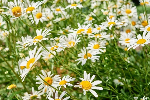 白色甘菊花的领域 选择性聚焦 绽放的洋甘菊场 夏天草地上的洋甘菊花 — 图库照片