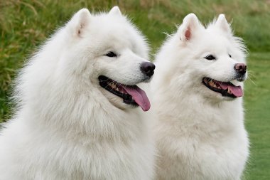 İki beyaz köpek Cins Samoyed yeşil çim açık havada oturan, polis