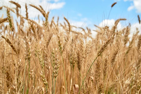 Golden wheat in the field, closeup. Spikes of ripe wheat field b — Stock Photo, Image
