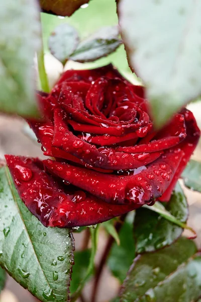 Rosa vermelha bonita no jardim com gotas de água, espaço de cópia. Natur... — Fotografia de Stock