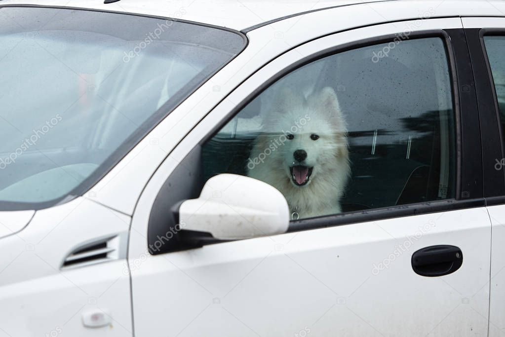 White samoyed sitting in car, copy space. Dog left alone in lock
