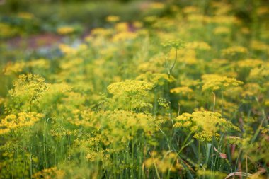 Yeşil dereotu bitkileri bahçede yetişti, kopya alanı. Doğal yaz 