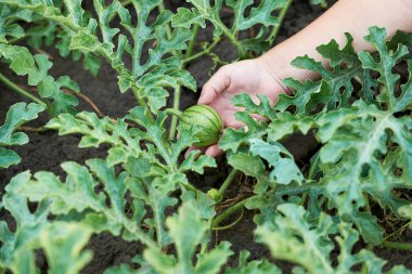 Elinde küçük yeşil karpuz tutan çocuk, kopya alanı. Organi