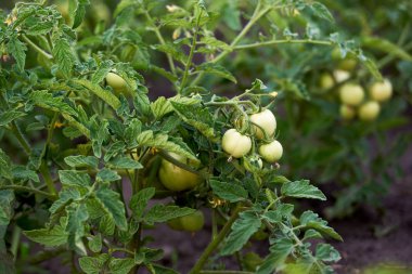 Taze organik domates serada yetişen, kopyalama alanı. Ağrılı
