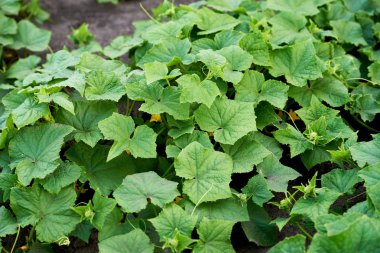 Bahçede yetişen yeşil salatalık bitkileri. Organik salatalık f