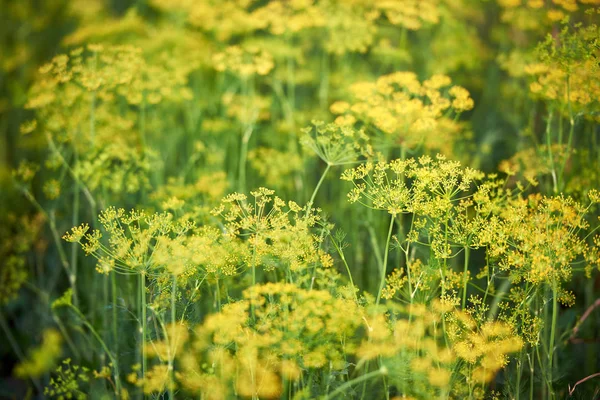 Groene Dille planten groeien in de tuin, kopieer ruimte. Natuurlijke zomer — Stockfoto