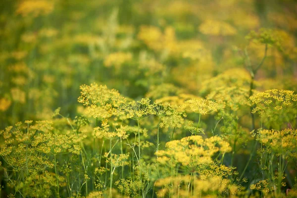 Plantas de endro verde crescendo no jardim, espaço de cópia. Verão natural — Fotografia de Stock