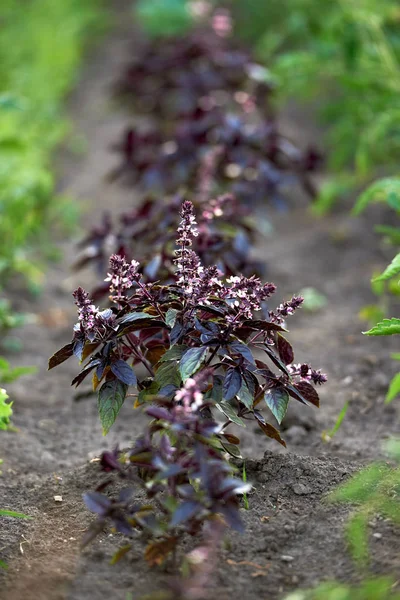 Purple basil with flowers growing in the garden, copy space