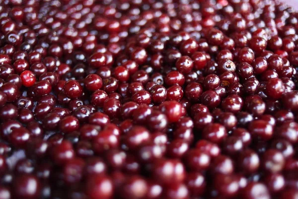 Close up de cerejas maduras com gotas de água, espaço de cópia. Vermelho cher — Fotografia de Stock