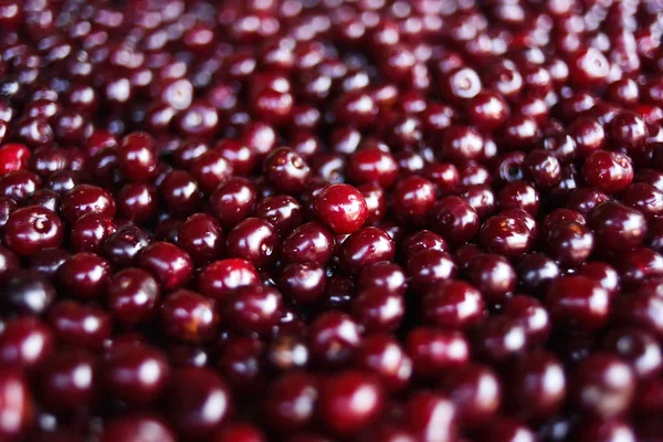 Close up de cerejas maduras com gotas de água, espaço de cópia. Vermelho cher — Fotografia de Stock