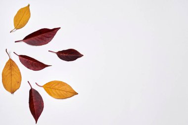 Sonbahar kompozisyonu. Beyaz üzerine sarı ve kırmızı yapraklardan yapılmış çerçeve