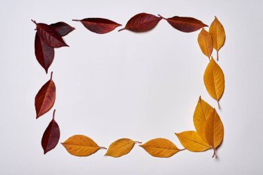 Sonbahar kompozisyonu. Beyaz üzerine sarı ve kırmızı yapraklardan yapılmış çerçeve