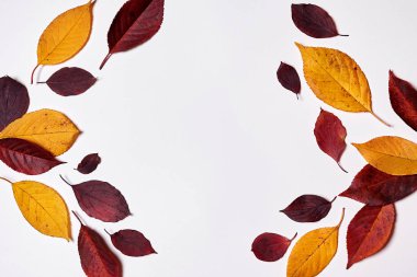 Sonbahar kompozisyonu. Beyaz üzerine kırmızı ve sarı yapraklardan yapılmış çerçeve
