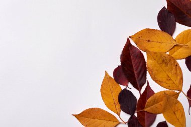 Sonbahar kompozisyonu. Beyaz üzerine kırmızı ve sarı yapraklardan yapılmış çerçeve