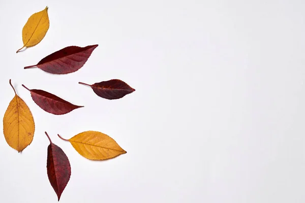 Autumn composition. Frame made of yellow and red leaves on white — Stock Photo, Image