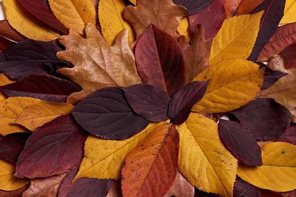 Herbstkomposition aus getrockneten gelben und roten Blättern auf weißen — Stockfoto