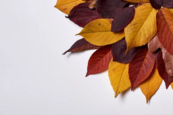 Autumn composition made of dried yellow and red leaves on white — Stock Photo, Image