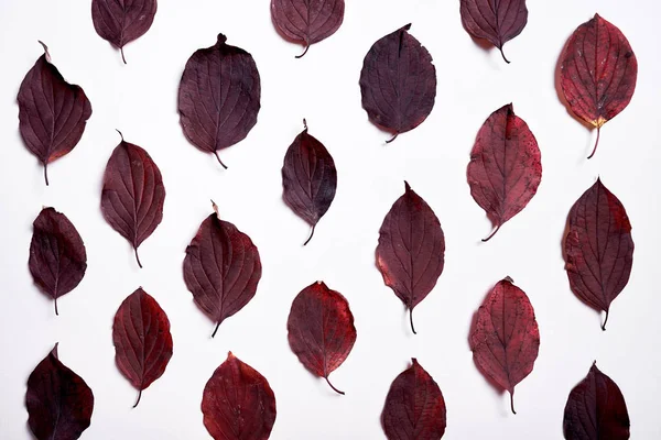 Composición otoñal de hojas rojas sobre fondo blanco. Caída —  Fotos de Stock