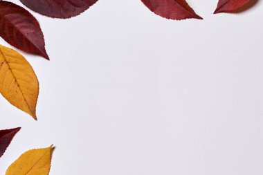 Sonbahar kompozisyonu. Beyaz üzerine sarı ve kırmızı yapraklardan yapılmış çerçeve