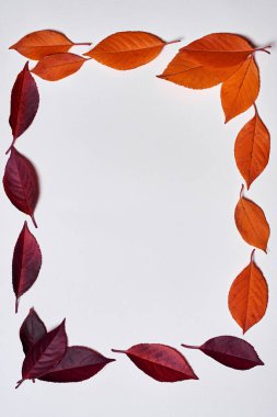 Sonbahar kompozisyonu. Beyaz üzerine sarı ve kırmızı yapraklardan yapılmış çerçeve