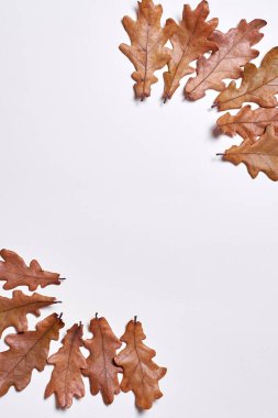 Sonbahar kompozisyonu. Çerçeve whi üzerinde sonbahar kurutulmuş meşe yapraklarından yapılmış