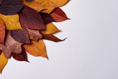 Beyaz üzerine kurutulmuş sarı ve kırmızı yapraklardan yapılmış sonbahar kompozisyonu 
