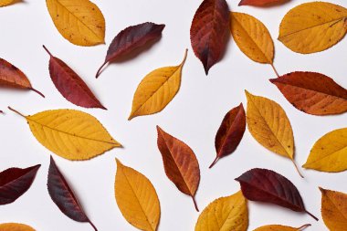 Beyaz backgr üzerinde sarı ve kırmızı yapraklarından yapılmış sonbahar kompozisyonu