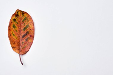 Sonbahar kompozisyonu. Beyaz arka planda bir kiraz yaprağı. Güz co