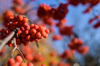 Güneşte sonbahar bahçesinde rowan ağaç dalları üzerinde kırmızı rowan çilek