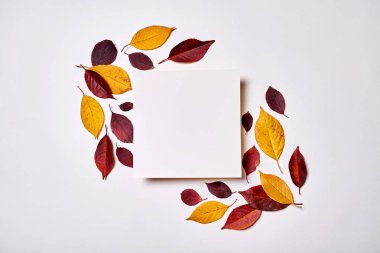 Sonbahar kompozisyonu. Çerçeve boş kağıt ve whit yaprakları yapılmış