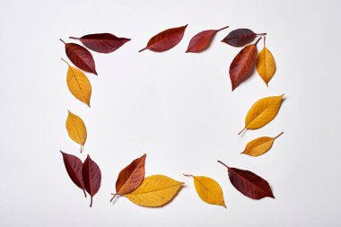 Sonbahar kompozisyonu. Beyaz üzerine sarı ve kırmızı yapraklardan yapılmış çerçeve