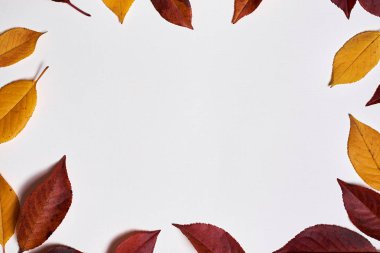 Sonbahar kompozisyonu. Beyaz üzerine sarı ve kırmızı yapraklardan yapılmış çerçeve