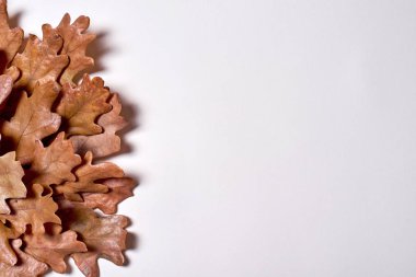 Beyaz arka plan üzerinde kurutulmuş meşe yapraklarından yapılmış sonbahar kompozisyonu.