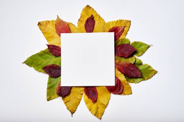 Sonbahar kompozisyonu. Boş kağıt ve sonbahar yapraklarından yapılmış çerçeve 
